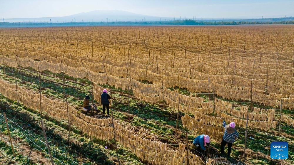 A drone photo taken on Oct. 29, 2025 shows farmers drying white radish strips at Hongde Village of Hongsibu District in Wuzhong City, northwest China's Ningxia Hui Autonomous Region. Hongsibu District of Wuzhong has now entered the harvest season of 15,200 mu (about 1,013.33 hectares) of radishes. (Xinhua/Yang Zhisen)