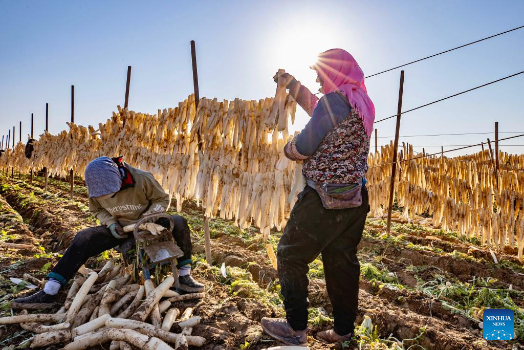 Farmers dry white radish strips at Hongde Village of Hongsibu District in Wuzhong City, northwest China's Ningxia Hui Autonomous Region, on Oct. 29, 2025. Hongsibu District of Wuzhong has now entered the harvest season of 15,200 mu (about 1,013.33 hectares) of radishes. (Xinhua/Yang Zhisen)