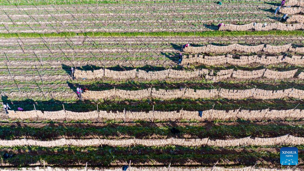 An aerial drone photo taken on Oct. 29, 2025 shows farmers drying white radish strips at Hongde Village of Hongsibu District in Wuzhong City, northwest China's Ningxia Hui Autonomous Region. Hongsibu District of Wuzhong has now entered the harvest season of 15,200 mu (about 1,013.33 hectares) of radishes. (Xinhua/Yang Zhisen)
