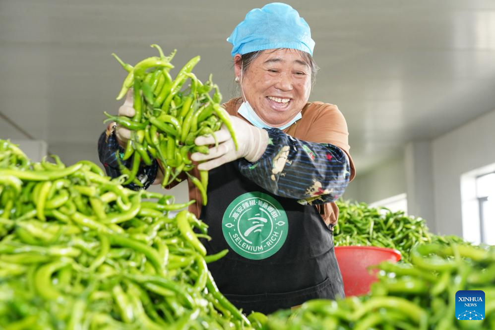 A farmer sorts chili peppers at the sorting center of a chili pepper industry park in Shanghu Township of Gao'an City, east China's Jiangxi Province, Oct. 29, 2025. In recent years, the chili pepper industry park in Shanghu Township of Gao'an has actively expanded sales through internet live-streaming and other methods. (Xinhua/Dai Mingxuan)
