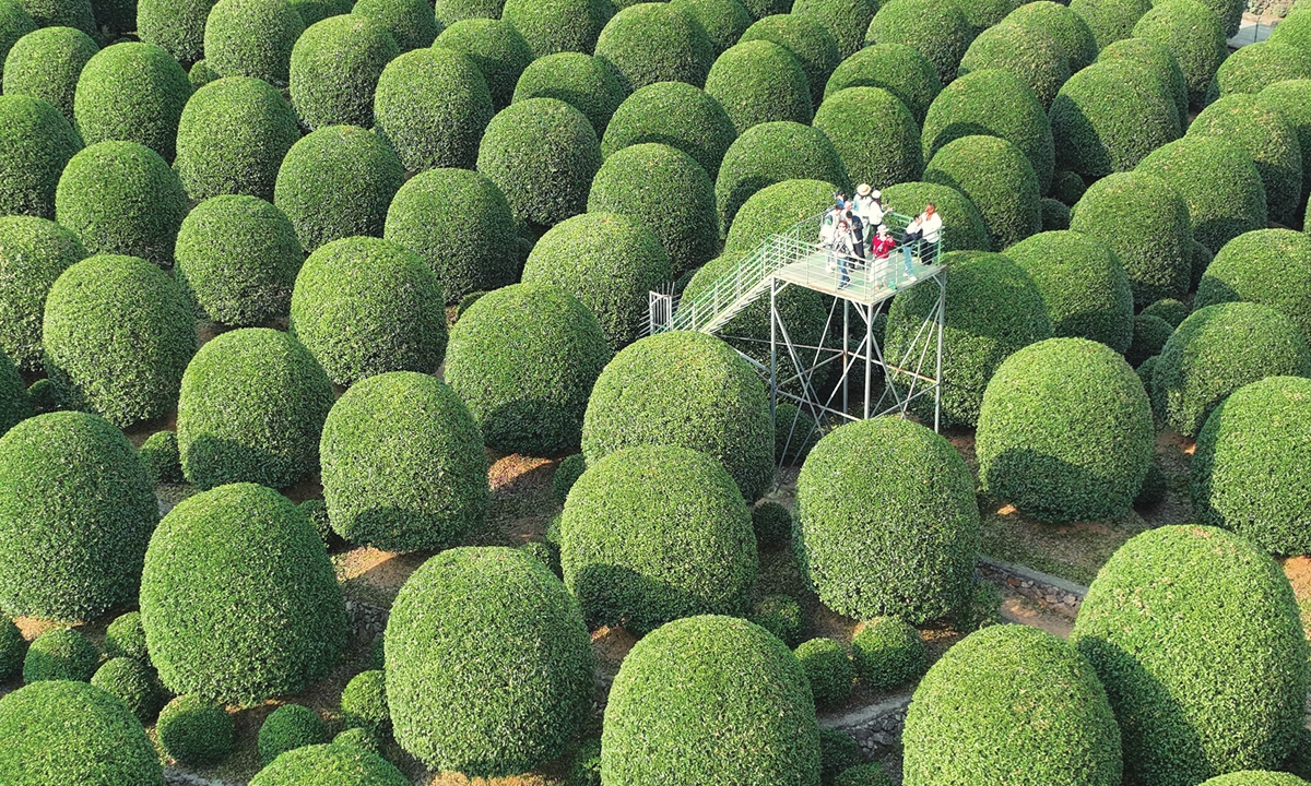 Visitors admire spherical osmanthus groves from a viewing platform in Yuhang, Hangzhou, East China's Zhejiang Province, on October 28, 2025. Photo: IC