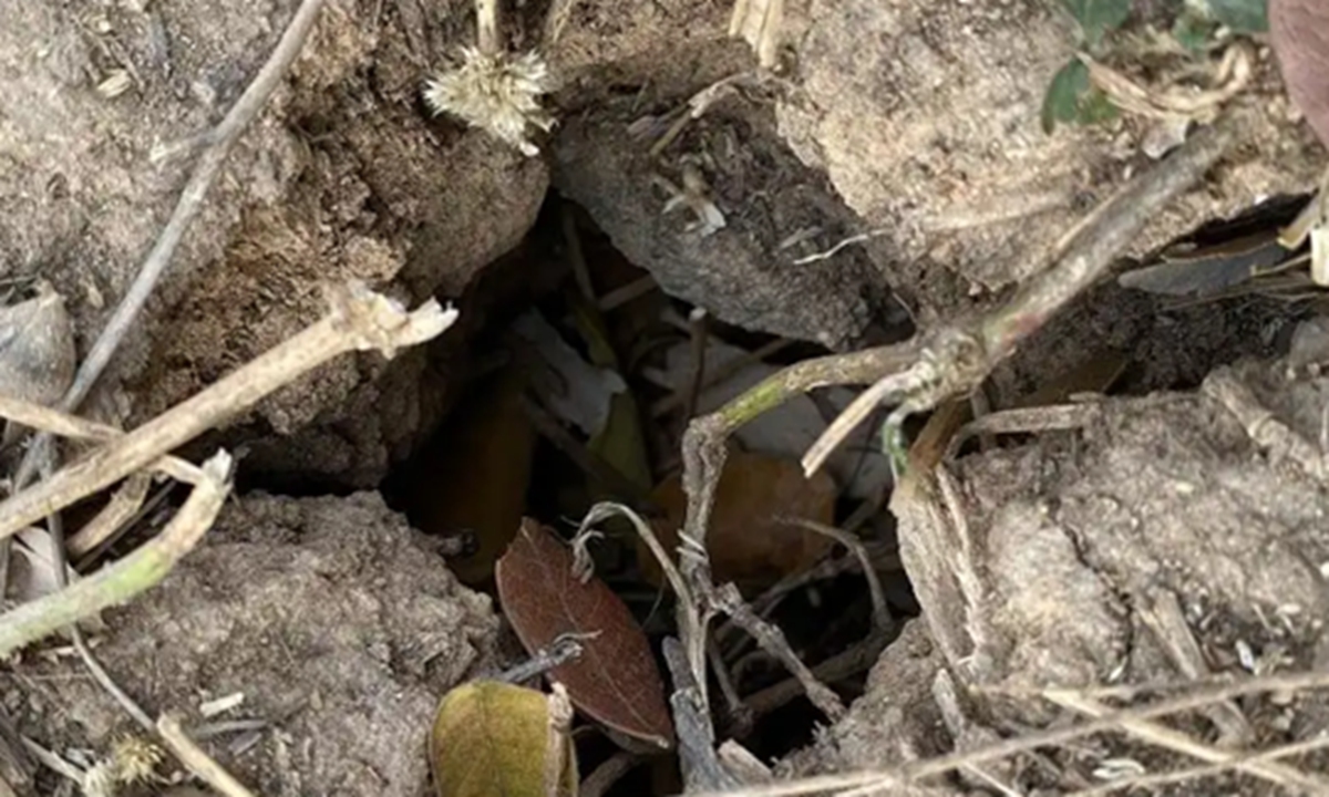 Two women hiking in the mountains of Shangrao, East China's Jiangxi Province, made a hasty retreat after encountering two snakes, shortly after jumping on a patch of ground they mistook for a 