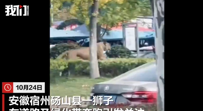 Residents in Dangshan County, East China's Anhui Province, received an unexpected sight on last Friday when a lion was spotted running along a roadside and through a greenbelt area, according to a video clip circulating online. Photo: web