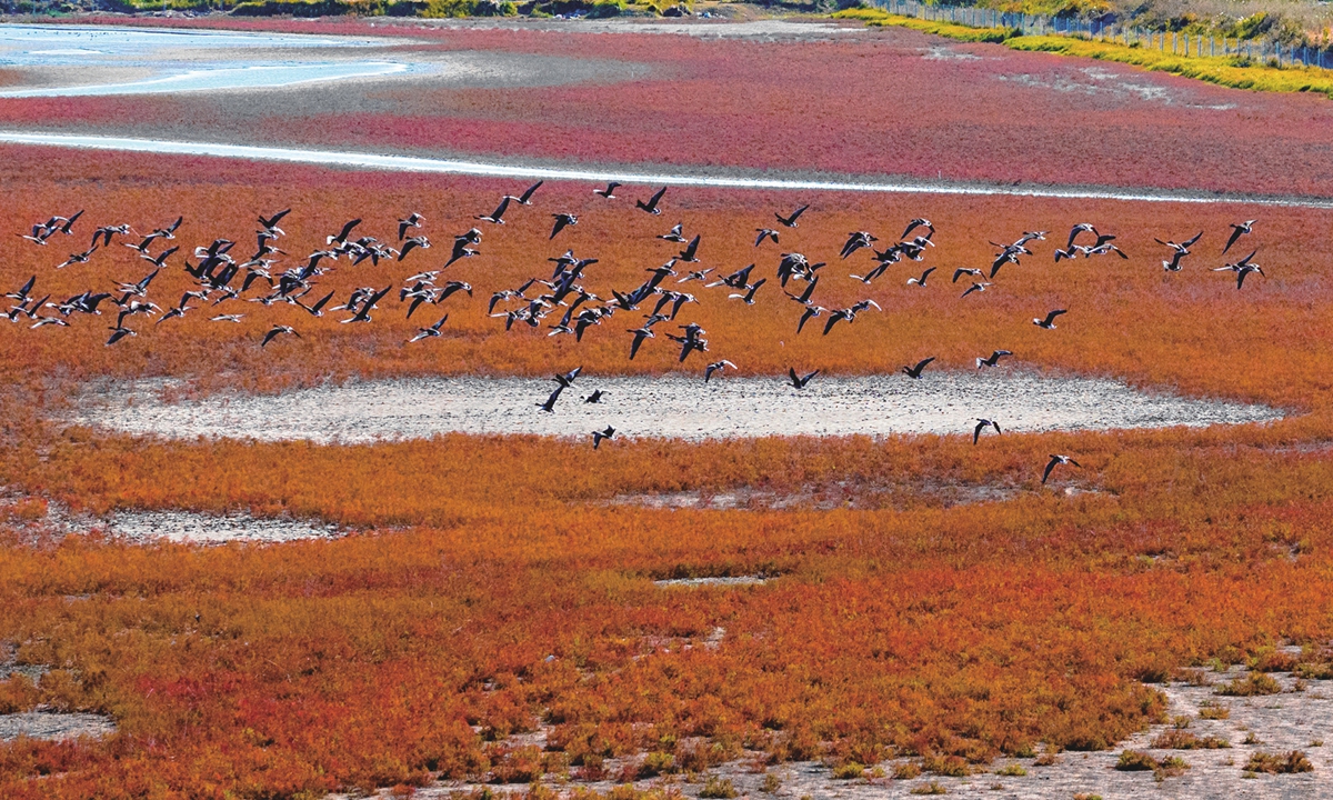 The vast fields of seep-weed in the Tiaozini Wetland enter prime viewing season on October 28, 2025, in Dongtai, East China's Jiangsu Province. Groups of milu deer frolic joyfully among the seep-weed, while many migratory birds rest and forage along the lakeshore. Photo: IC