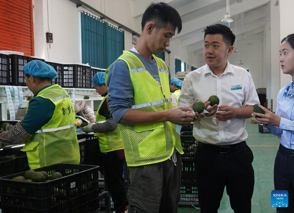 Staff members introduce avocado production at the workshop of an avocado planting company in Menglian County, Pu'er City, southwest China's Yunnan Province, Nov. 16, 2025. Avocados thrive in full sunlight and moderate temperatures, and in the past, avocados sold in China were mainly imported from other countries.
Located in the same golden latitude as Mexico, Menglian is one of the few areas in China capable of producing high-quality avocados on a large scale.
Since introduced avocado in 2007, Menglian currently has become one of China's largest avocado growers, with a cumulative avocado planting area of over 120,000 mu (about 8,000 hectares). (Photo by Liang Zhiqiang/Xinhua)