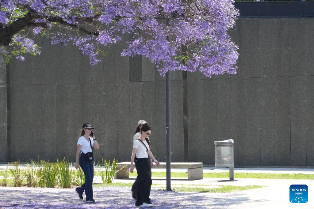 People walk under a blooming jacaranda tree in Buenos Aires, Argentina, Nov. 10, 2025. (Xinhua/Zhang Duo)