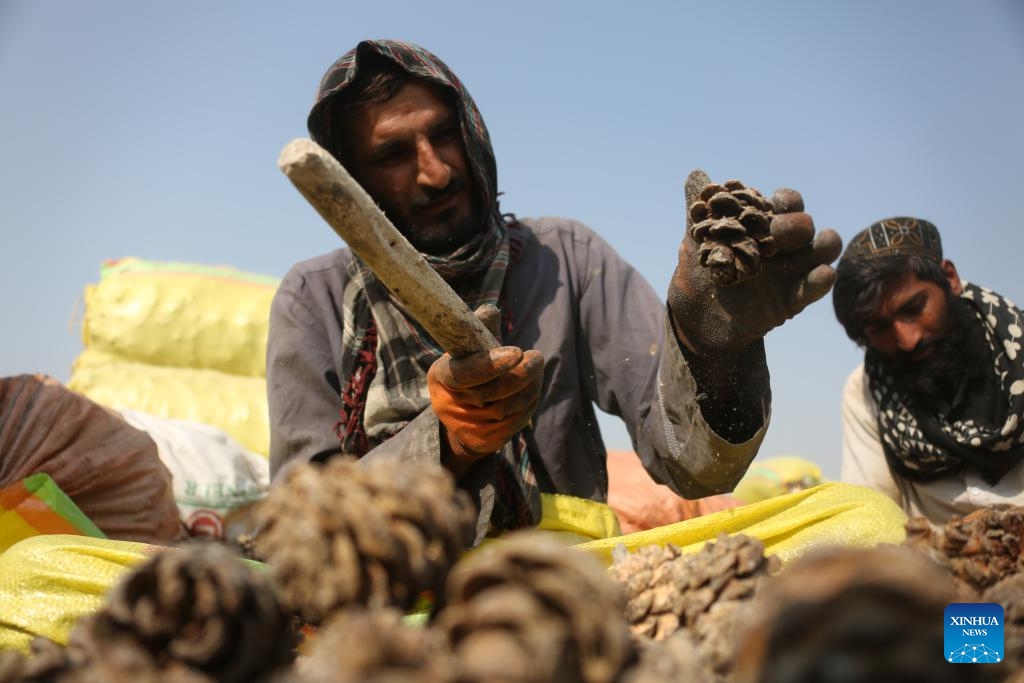 An Afghan worker processes pine nuts at a local factory in Khost province, eastern Afghanistan, Oct. 28, 2025 (Photo: Xinhua)