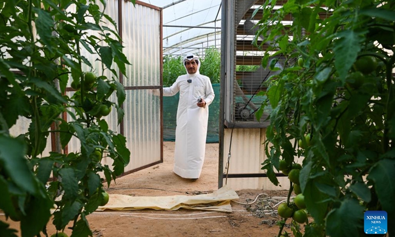 Kuwaiti farmer Sari Al-Azmi checks vegetables at his farm in Ahmadi Governorate, Kuwait, Oct. 31, 2025. In the Al-Wafra of Ahmadi Governorate in Kuwait, farmer Sari Al-Azmi operates an 85,000-square-meter farm in the desert. Because of the region's harsh climate, his farm had struggled to grow. A few years ago, Sari attended the Canton Fair in China, where he purchased a Chinese-made automated circulating water-cooling system to build greenhouses. The system helps to keep greenhouses at the right temperature, bringing Sari's dream of a desert oasis to life. (Photo: Xinhua)