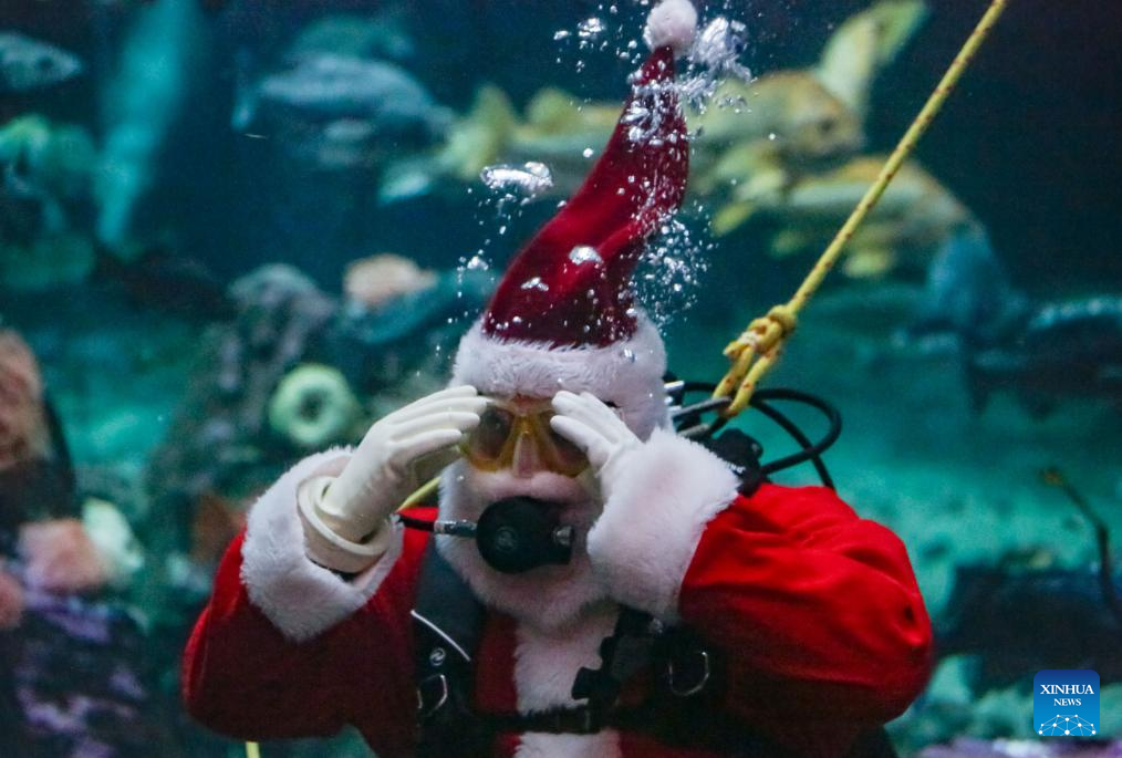 A diver dressed as Santa Claus performs at the Vancouver Aquarium in Vancouver, British Columbia, Canada, Nov. 12, 2025. (Photo by Liang Sen/Xinhua)