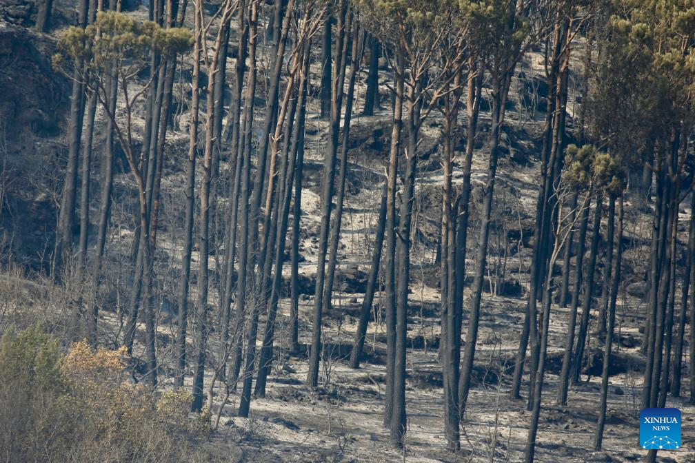 This photo taken on Nov. 11, 2025 shows a scene after fires that burned through pine trees in Bkassine, Lebanon. (Photo by Ali Hashisho/Xinhua)