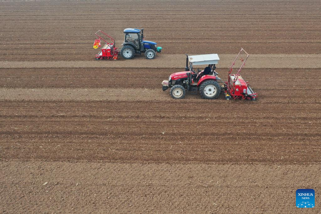 An aerial drone photo taken on Nov. 11, 2025 shows farmers operating agricultural machines to sow wheat in a field in Wenxian County of Jiaozuo City, central China's Henan Province. As of Nov. 10, nearly 70 percent of the winter wheat has been sowed across the country. (Photo by Xu Hongxing/Xinhua)
