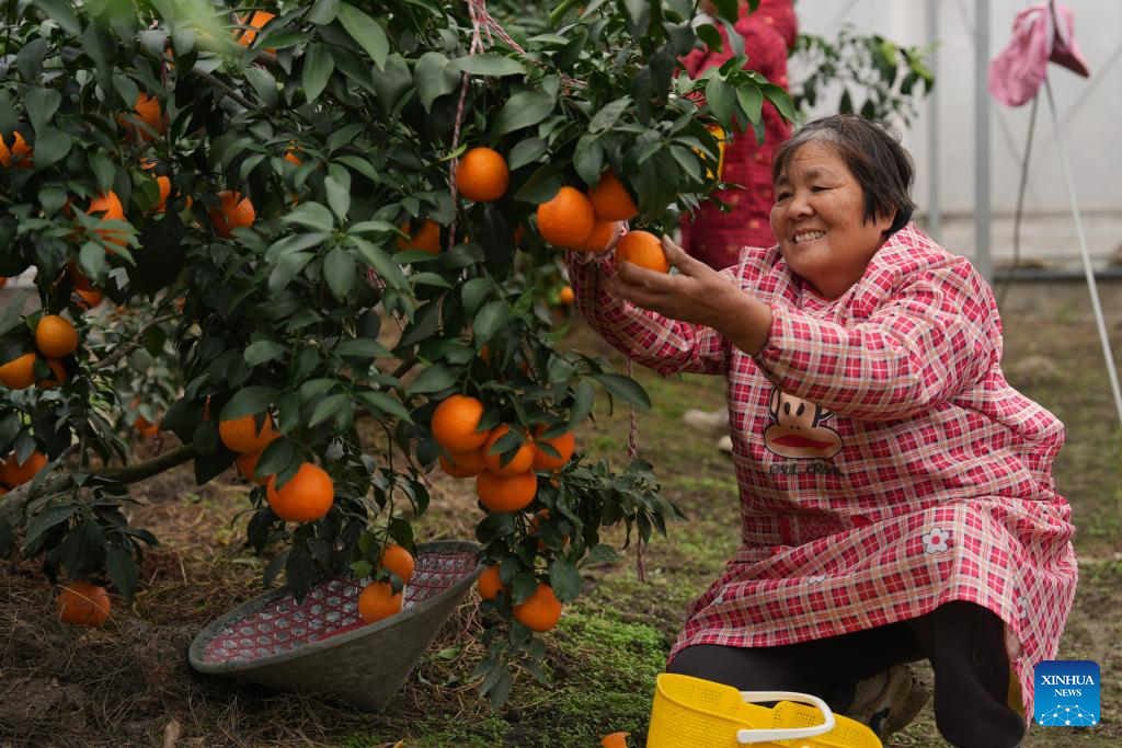 A farmer picks citrus fruits in Lianshi Town of Nanxun District, Huzhou City of east China's Zhejiang Province, on Nov. 11, 2025. The citrus fruits in Lianshi Town have entered the harvest season recently, attracting tourists to enjoy fruit picking here. (Xinhua/Huang Zongzhi)