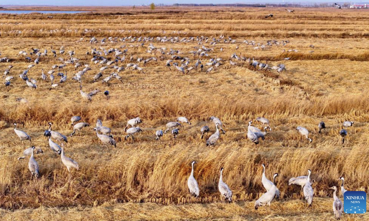 An aerial drone photo taken on Nov. 7, 2025 shows migratory birds resting and foraging at the Tianhewan National Wetland Park in Pingluo County of Shizuishan, northwest China's Ningxia Hui Autonomous Region.
Located in Pingluo County of Ningxia and adjacent to the Yellow River, the Tianhewan National Wetland Park serves as an important ecological barrier in the Yellow River Basin.
Pingluo County has stepped up its efforts to protect the Yellow River Wetland in recent years, pushing ahead with ecological restoration and governance of the wetland. It has woven an ecological protection network to safeguard the home of migratory birds through intelligent monitoring platforms as well as patrols by professionals.
Thanks to continuous improvement in its ecological environment, the park has turned into a paradise for migratory birds. (Photo by Yue Changhong/Xinhua)