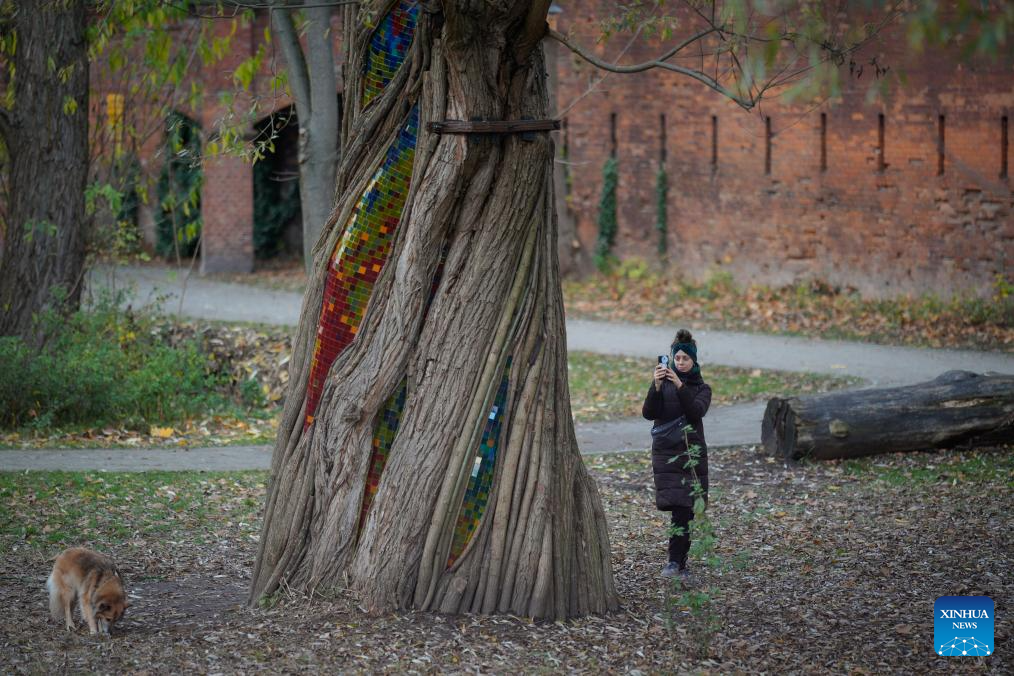 A visitor takes photos of the Willow Temple in Warsaw, Poland, on Nov. 5, 2025. The Willow Temple is an artistic installation made from a hollow, withered willow tree, transformed with stained glass, metal and wooden elements into a chapel-like space that blends nature and art. (Photo by Jaap Arriens/Xinhua)