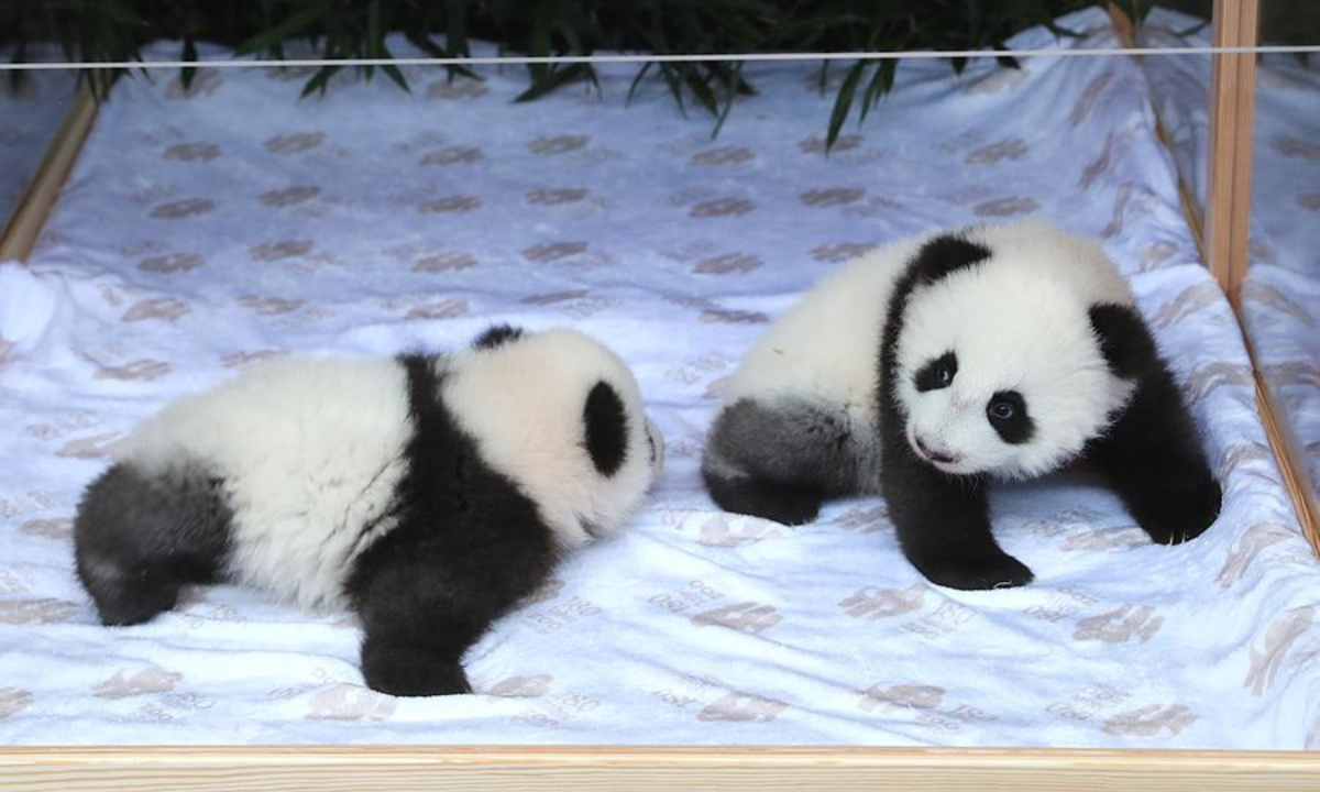 Baby panda twins Meng Hao (L) and Meng Tian are pictured at Zoo Berlin in Berlin, Germany, Dec. 6, 2024. (Xinhua/Du Zheyu)