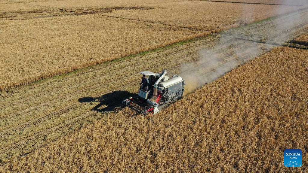 An aerial drone photo shows a farmer harvesting rice in Zunhua City, north China's Hebei Province, Nov. 2, 2025. As of October 30, over 90% of the autumn grain have been harvested and over 25% of the winter wheat have been sowed across the country. (Photo by Liu Mancang/Xinhua)