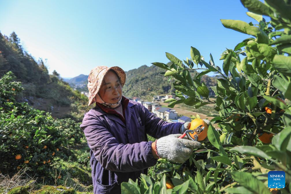 A farmer picks navel oranges in Xiushan Tujia and Miao Autonomous County, southwest China's Chongqing Municipality, Nov. 19, 2025. (Photo by Hu Cheng/Xinhua)