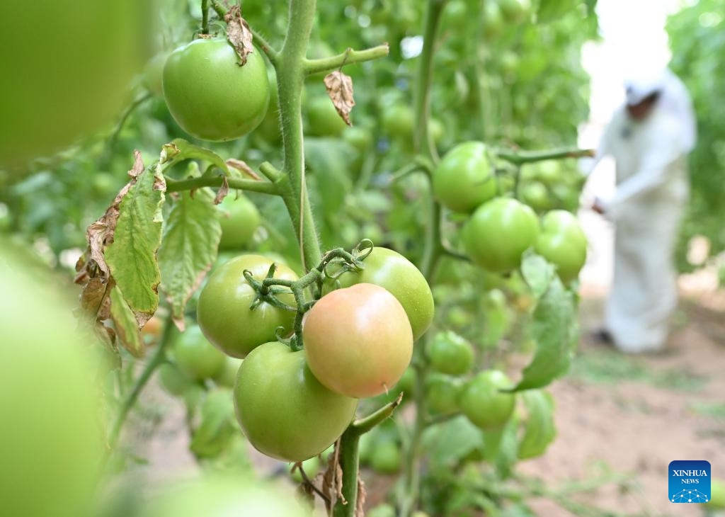 Kuwaiti farmer Sari Al-Azmi works at his farm in Ahmadi Governorate, Kuwait, Oct. 31, 2025. In the Al-Wafra of Ahmadi Governorate in Kuwait, farmer Sari Al-Azmi operates an 85,000-square-meter farm in the desert. Because of the region's harsh climate, his farm had struggled to grow. A few years ago, Sari attended the Canton Fair in China, where he purchased a Chinese-made automated circulating water-cooling system to build greenhouses. The system helps to keep greenhouses at the right temperature, bringing Sari's dream of a desert oasis to life. (Photo: Xinhua)
