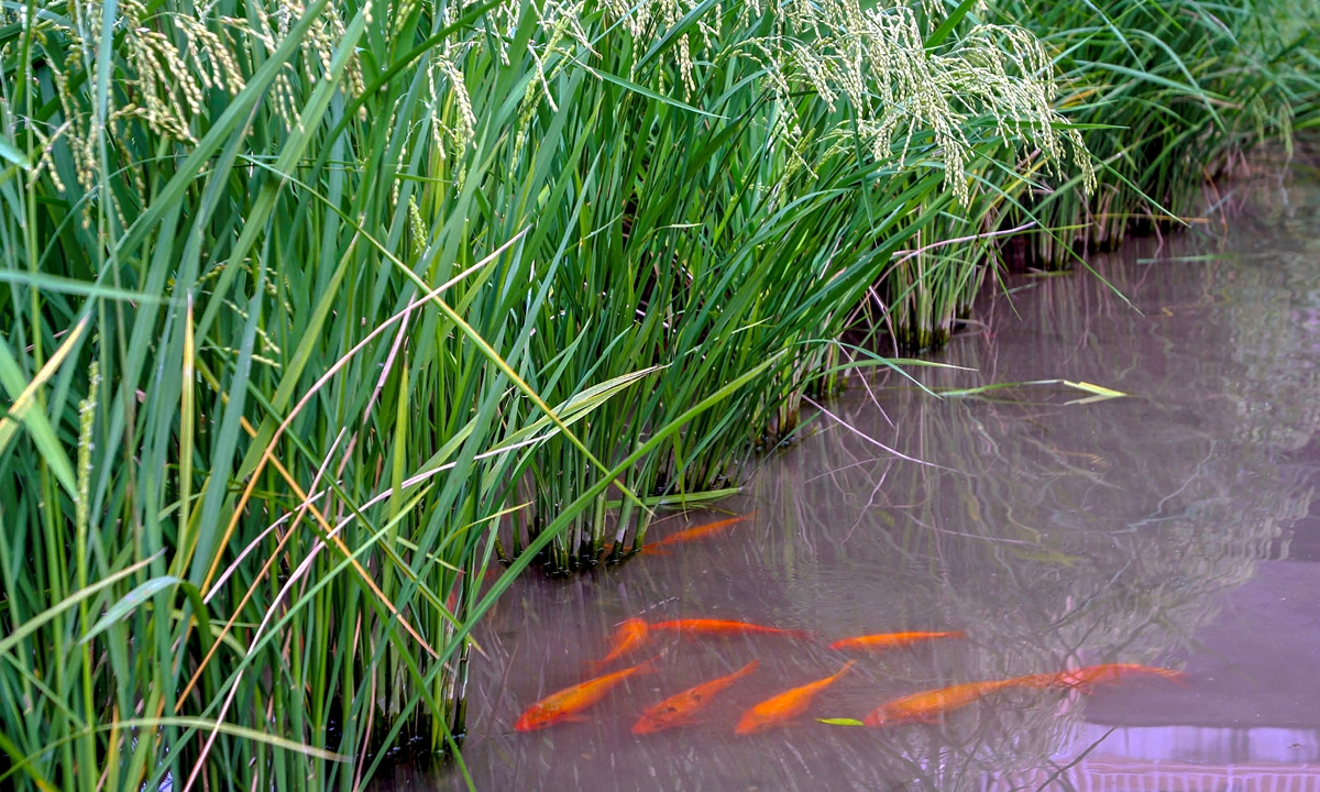Qingtian Rice-Fish Culture System in Lishui, Zhejiang Province Photo: IC 