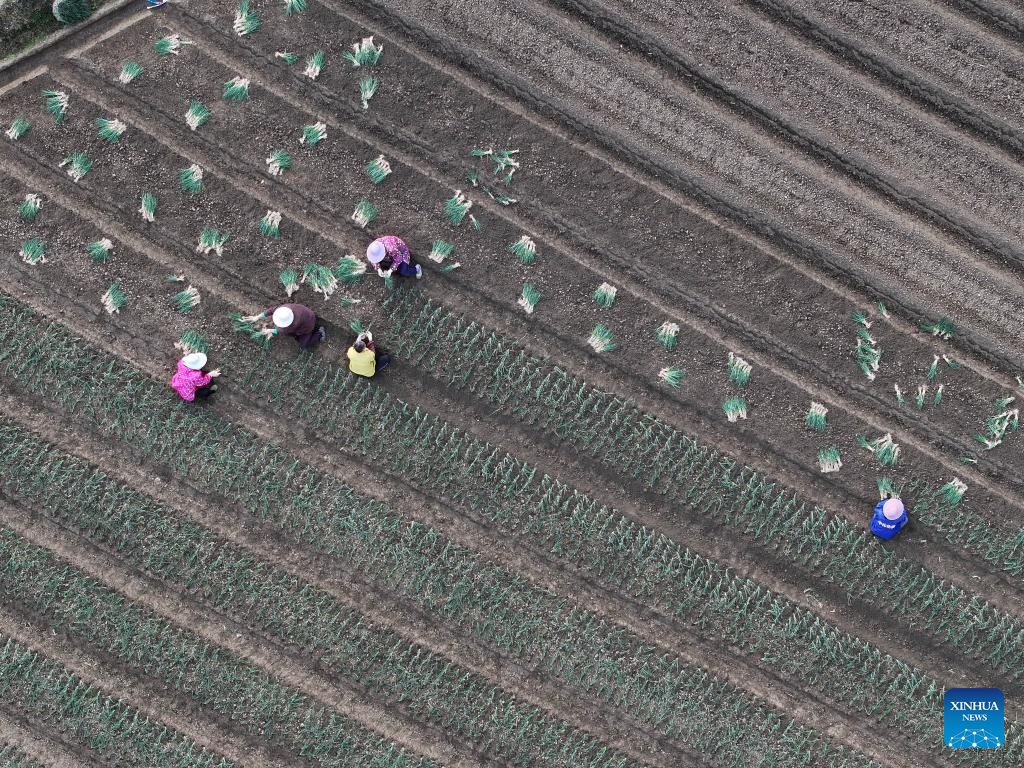 An aerial drone photo taken on Nov. 11, 2025 shows villagers planting chives in Longxing Village of Sandu Town in Liuzhou City, south China's Guangxi Zhuang Autonomous Region. Sandu Town has in recent years promoted the standardized and industrialized production of chives, and developed an integrated business system that ranges from planting and processing to sales and service.

To date, the planting area of chives in Sandu Town has topped 43,000 mu (about 2,867 hectares, multiple cropping included), with an annual output of approximately 100,000 metric tons. (Xinhua/Huang Xiaobang)