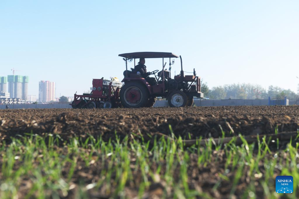 A farmer sows wheat in a field in Xinle City, north China's Hebei Province, Nov. 1, 2025. As of October 30, over 90% of the autumn grain have been harvested and over 25% of the winter wheat have been sowed across the country. (Photo by Jia Minjie/Xinhua)