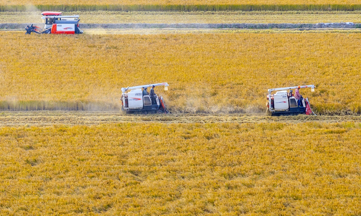 Farmers harvest rice with automatic machinery in Nantong, East China's Jiangsu Province on November 2, 2025. China has been in a rush to harvest autumn grain crops, the mainstay of the country's annual grain production, as it seeks to achieve another bumper harvest this year despite unfavorable weather conditions affecting some regions. Photo: VCG