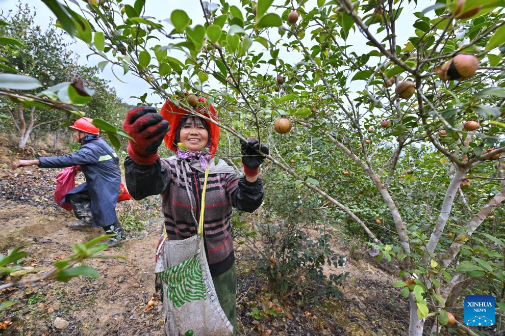 Villagers pick fruits of oil-tea camellia in Lianshan Village of Yongtai County, Fuzhou City, southeast China's Fujian Province, Nov. 18, 2025. Fruits of oil-tea camellia cultivated in Yongtai County have recently entered the harvest season. As a major oil-tea camellia planting county in Fujian, Yongtai devotes a total of 137,500 mu (about 9,167 hectares) of its arable lands to this industrial crop. (Xinhua/Jiang Kehong)