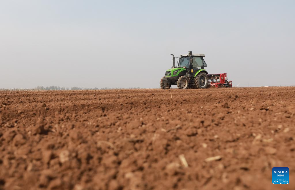A farmer operates an agricultural machine to sow wheat in a field in Wenxian County of Jiaozuo City, central China's Henan Province, Nov. 11, 2025. As of Nov. 10, nearly 70 percent of the winter wheat has been sowed across the country. (Photo by Huang Fuxing/Xinhua)