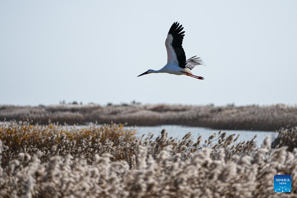 A white stork is seen at the Yellow River Delta National Nature Reserve in Dongying, east China's Shandong Province, Nov. 13, 2025. This nature reserve serves as a critical stopover for millions of migratory birds along the East Asian-Australasian and West Pacific flyways. The reserve annually hosts more than 200 migratory bird species, who flock here to breed, stop over, or stay for the winter. (Xinhua/Zhu Zheng)
