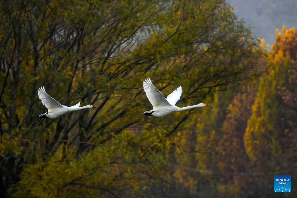 White swans are pictured in Pinglu Yellow River Wetland in Pinglu County of Yuncheng, north China's Shanxi Province, Nov. 11, 2025. The Pinglu Yellow River Wetland, covering over 6,000 hectares, has a pleasant climate and abundant food, and is one of the winter habitats for white swans in China. Migratory wild swans from Russia's Siberia come to the wetland to spend the winter every year. (Xinhua/Cao Yang)