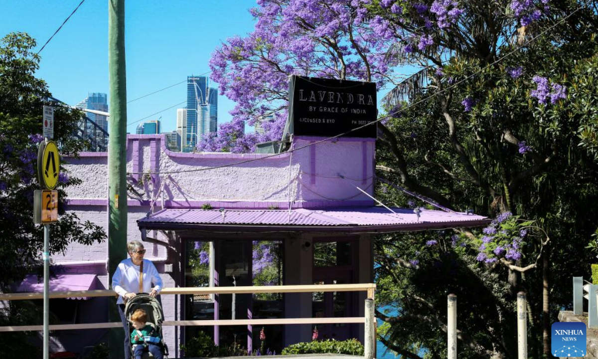 People cross a street by a blooming jacaranda tree in North Sydney, Australia, Nov. 5, 2025. (Xinhua/Ma Ping)