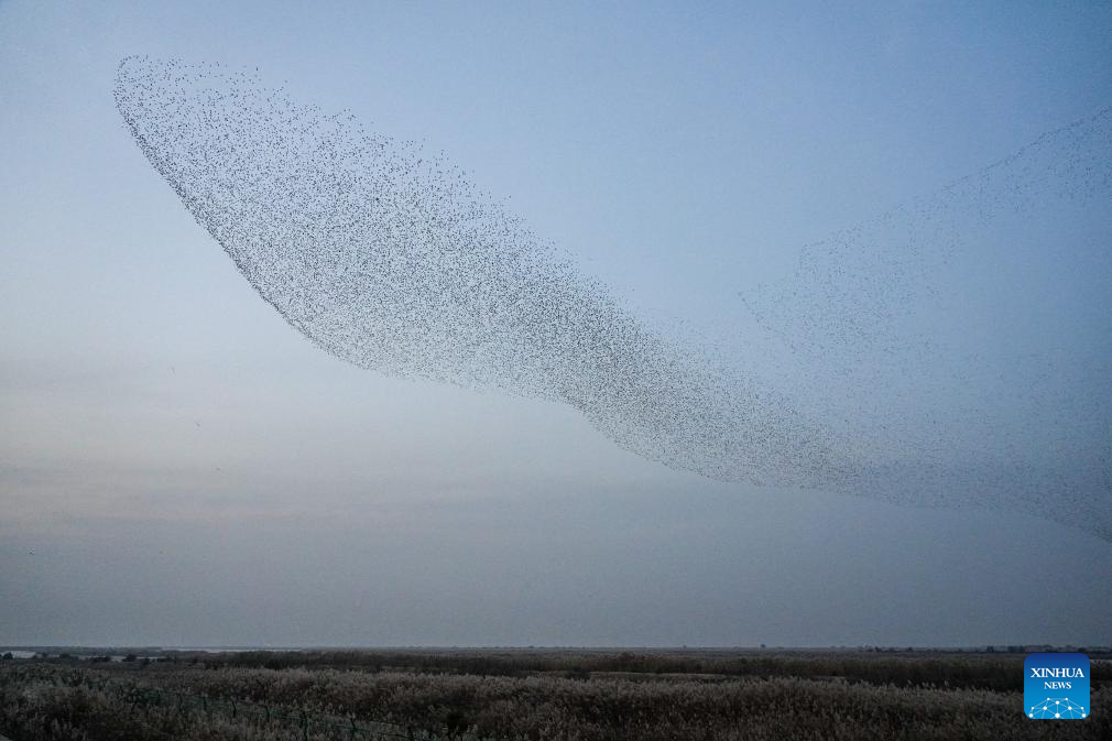 A flock of migratory birds flies over the Yellow River Delta National Nature Reserve in Dongying, east China's Shandong Province, Nov. 12, 2025. This nature reserve serves as a critical stopover for millions of migratory birds along the East Asian-Australasian and West Pacific flyways. The reserve annually hosts more than 200 migratory bird species, who flock here to breed, stop over, or stay for the winter. (Xinhua/Zhu Zheng)