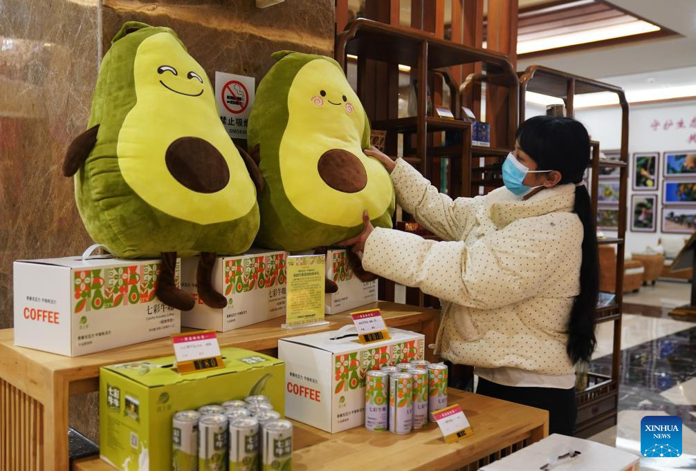 A staff member arranges an avocado doll at a hotel in Menglian County, Pu'er City, southwest China's Yunnan Province, Nov. 18, 2025. Avocados thrive in full sunlight and moderate temperatures, and in the past, avocados sold in China were mainly imported from other countries.
Located in the same golden latitude as Mexico, Menglian is one of the few areas in China capable of producing high-quality avocados on a large scale.
Since introduced avocado in 2007, Menglian currently has become one of China's largest avocado growers, with a cumulative avocado planting area of over 120,000 mu (about 8,000 hectares). (Photo by Liang Zhiqiang/Xinhua)