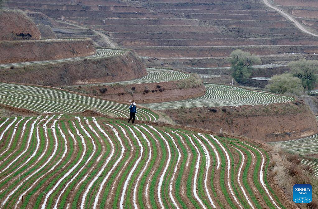 A farmer works in a winter wheat field in Jingning County of Pingliang City, northwest China's Gansu Province, Nov. 10, 2025. As of Nov. 10, nearly 70 percent of the winter wheat has been sowed across the country. (Photo by Wang Yi/Xinhua)