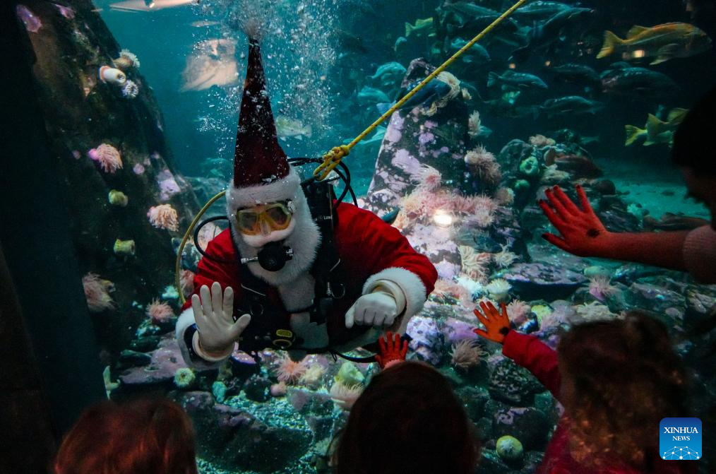 A diver dressed as Santa Claus performs at the Vancouver Aquarium in Vancouver, British Columbia, Canada, Nov. 12, 2025. (Photo by Liang Sen/Xinhua)