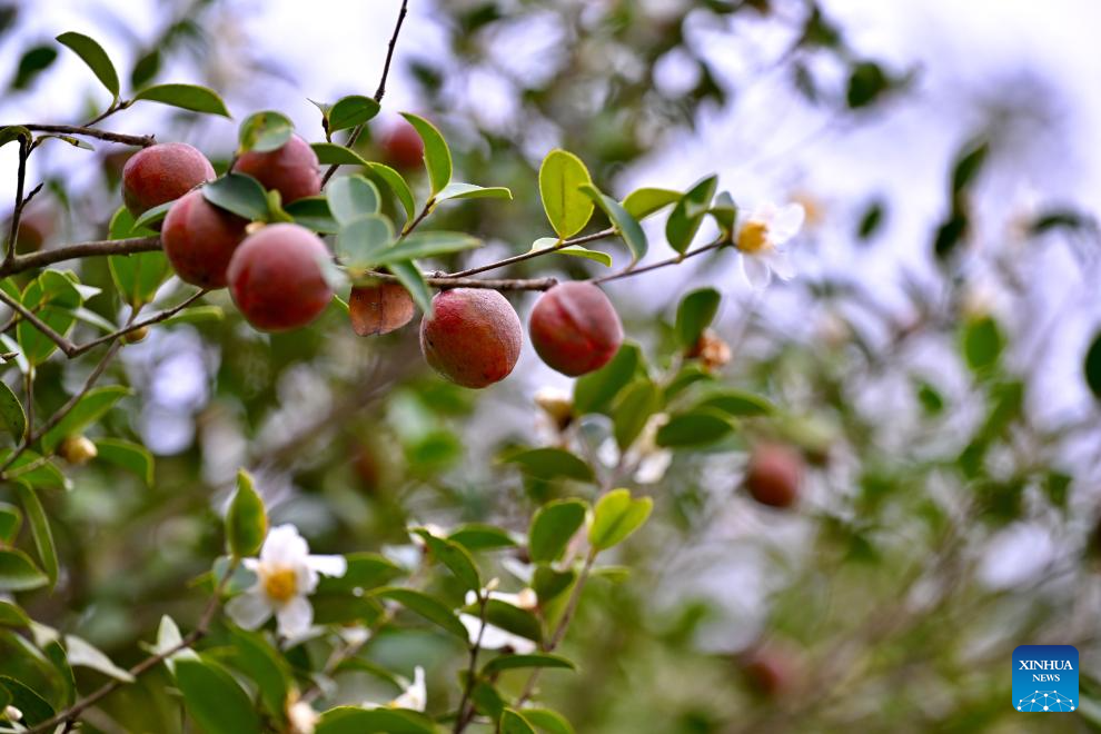 This photo taken on Nov. 18, 2025 shows fruits of oil-tea camellia in Lianshan Village of Yongtai County, Fuzhou City, southeast China's Fujian Province. Fruits of oil-tea camellia cultivated in Yongtai County have recently entered the harvest season. As a major oil-tea camellia planting county in Fujian, Yongtai devotes a total of 137,500 mu (about 9,167 hectares) of its arable lands to this industrial crop. (Xinhua/Jiang Kehong)