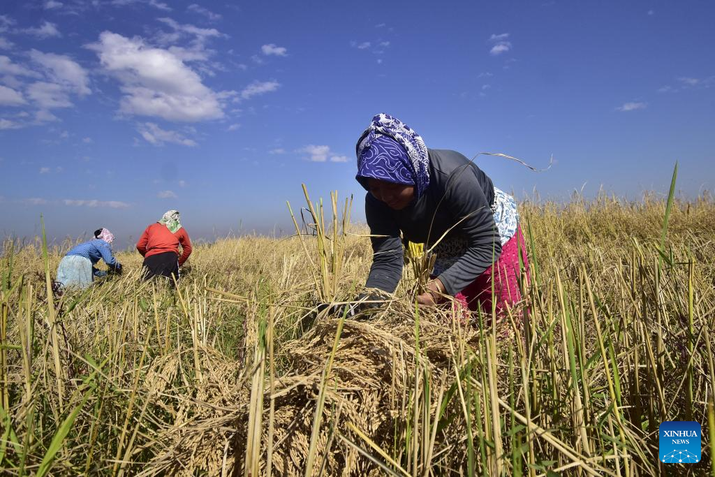 Farmers harvest paddy at a field in Nagaon district of India's northeastern state of Assam, Nov. 20, 2025. (Str/Xinhua)
