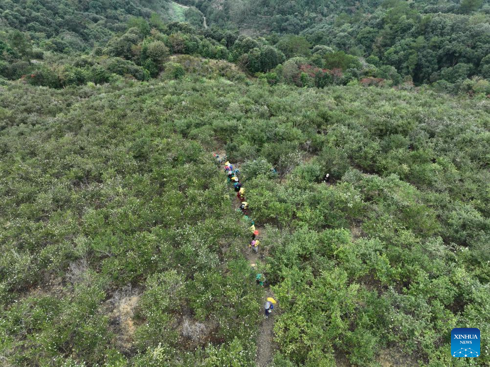 An aerial drone photo taken on Nov. 18, 2025 shows villagers transferring newly harvested fruits of oil-tea camellia in Lianshan Village of Yongtai County, Fuzhou City, southeast China's Fujian Province. Fruits of oil-tea camellia cultivated in Yongtai County have recently entered the harvest season. As a major oil-tea camellia planting county in Fujian, Yongtai devotes a total of 137,500 mu (about 9,167 hectares) of its arable lands to this industrial crop. (Xinhua/Jiang Kehong)