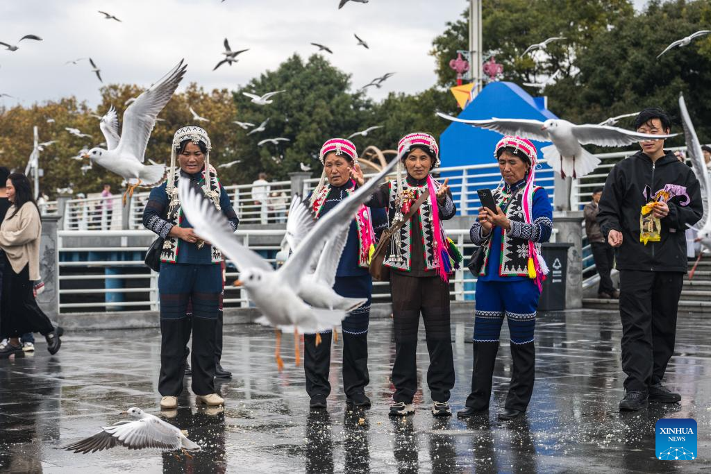 Tourists feed black-headed gulls at the Haigeng Dam in Kunming, southwest China's Yunnan Province, Nov. 10, 2025. Black-headed gulls migrate to Kunming for the warm weather there in winter. (Xinhua/Wang Guansen)