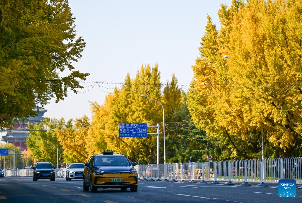 This photo taken on Nov. 3, 2025 shows the autumn scenery in Beijing, capital of China. (Xinhua/Chen Yehua)