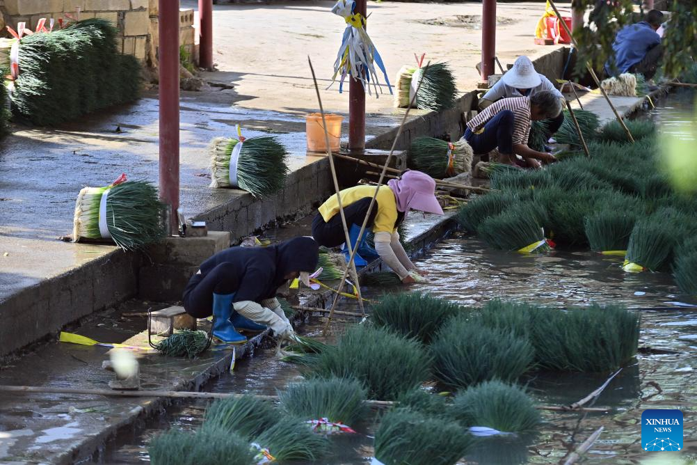 Villagers clean harvested chives in Jueshan Village of Sandu Town in Liuzhou City, south China's Guangxi Zhuang Autonomous Region, Oct. 28, 2025. Sandu Town has in recent years promoted the standardized and industrialized production of chives, and developed an integrated business system that ranges from planting and processing to sales and service.

To date, the planting area of chives in Sandu Town has topped 43,000 mu (about 2,867 hectares, multiple cropping included), with an annual output of approximately 100,000 metric tons. (Xinhua/Huang Xiaobang)