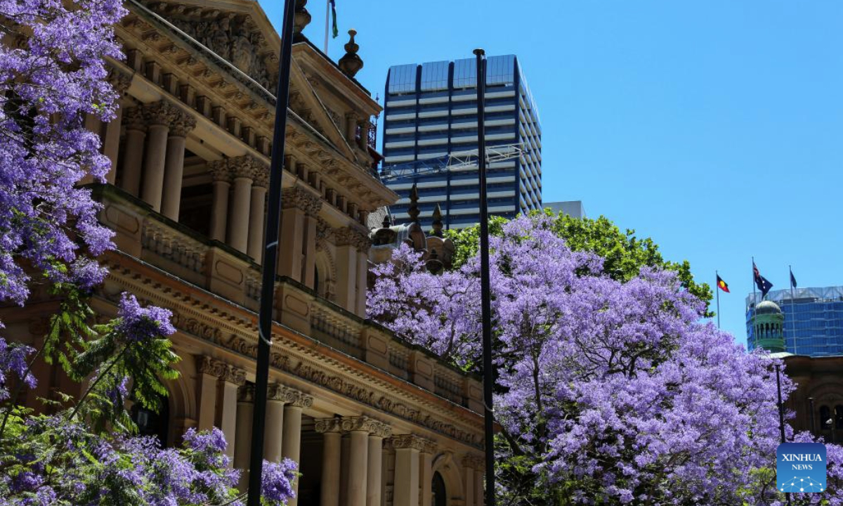 This photo taken on Nov. 5, 2025 shows blooming jacaranda outside the Town Hall in Sydney, Australia. (Xinhua/Ma Ping)