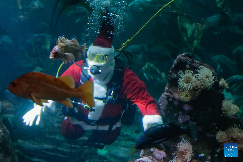 A diver dressed as Santa Claus performs at the Vancouver Aquarium in Vancouver, British Columbia, Canada, Nov. 12, 2025. (Photo by Liang Sen/Xinhua)
