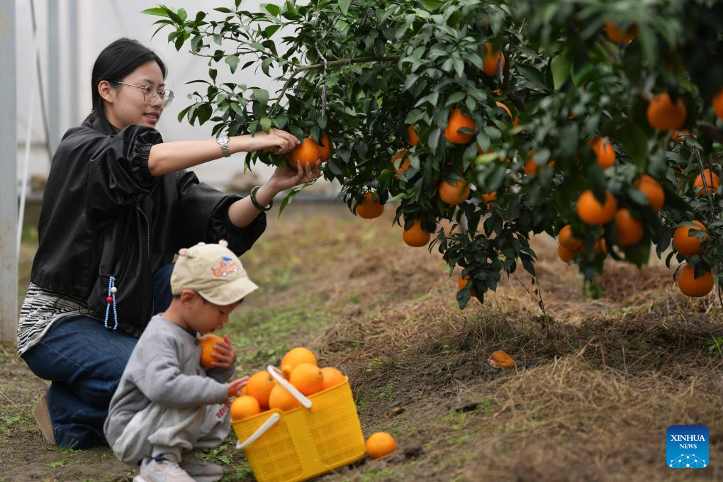 Tourists pick citrus fruits in Lianshi Town of Nanxun District, Huzhou City of east China's Zhejiang Province, on Nov. 11, 2025. The citrus fruits in Lianshi Town have entered the harvest season recently, attracting tourists to enjoy fruit picking here. (Xinhua/Huang Zongzhi)
