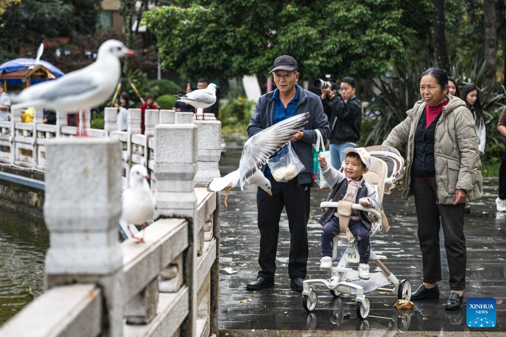 Tourists feed black-headed gulls at the Cuihu Park in Kunming, southwest China's Yunnan Province, Nov. 10, 2025. Black-headed gulls migrate to Kunming for the warm weather there in winter. (Xinhua/Wang Guansen)