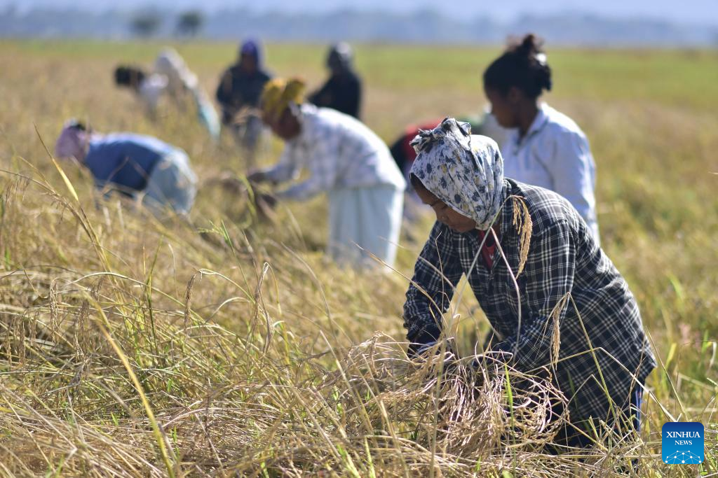 Farmers harvest paddy at a field in Nagaon district of India's northeastern state of Assam, Nov. 20, 2025. (Str/Xinhua)
