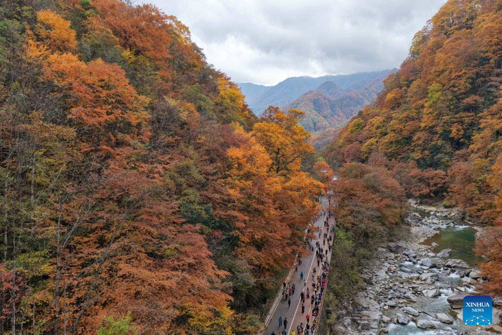 An aerial drone photo taken on Nov. 3, 2025 shows tourists admiring autumn foliage at Guangwu Mountain scenic area in Bazhong City, southwest China's Sichuan Province. (Photo by Liu Changsong/Xinhua)