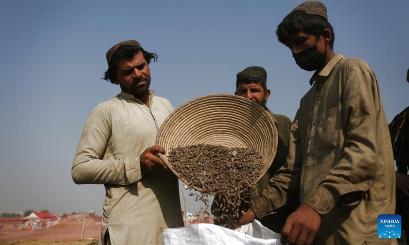 Afghan workers process pine nuts at a local factory in Khost province, eastern Afghanistan, Oct. 28, 2025. (Photo: Xinhua)