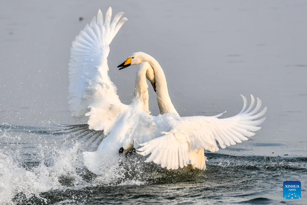 White swans are pictured in Pinglu Yellow River Wetland in Pinglu County of Yuncheng, north China's Shanxi Province, Nov. 12, 2025. The Pinglu Yellow River Wetland, covering over 6,000 hectares, has a pleasant climate and abundant food, and is one of the winter habitats for white swans in China. Migratory wild swans from Russia's Siberia come to the wetland to spend the winter every year. (Xinhua/Cao Yang)