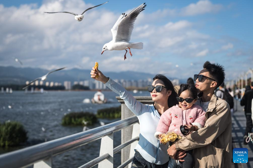 Tourists feed black-headed gulls at the Haigeng Dam in Kunming, southwest China's Yunnan Province, Nov. 10, 2025. Black-headed gulls migrate to Kunming for the warm weather there in winter. (Xinhua/Wang Guansen)